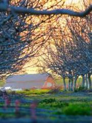 The Return of the Go