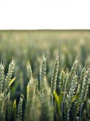 The Heavenly Physici