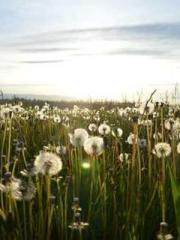 Grave Robbing: Openi