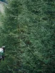 General Bo, please d