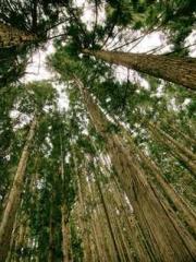 The Generalapos;s Hu