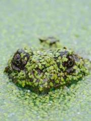 Transmigration: Feel