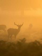 The generalapos;s yo