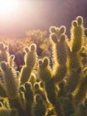 Jiang Mingzhu Zhou L