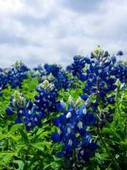 The Return of the Go