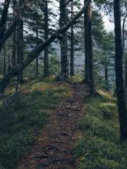 I have seven fairy g